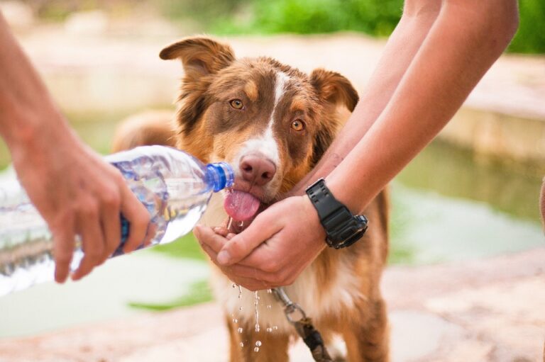 Why Proper Hydration is Essential for Your Pet’s Wellbeing