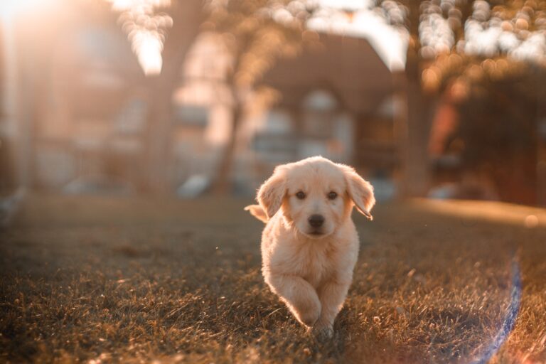 Hydration Hacks for Hounds: Keeping Your Dog Well-Hydrated