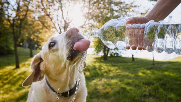 Unleashing the Importance of Hydration: How Much Water Does Your Pet Really Need?