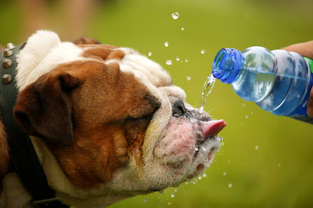 Hydration for Senior Pets: What You Should Know