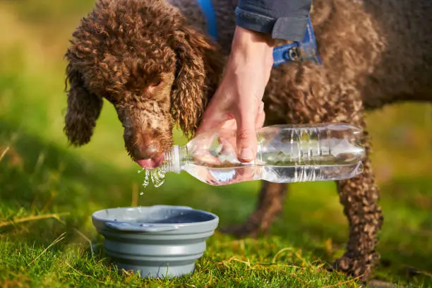 How to Hydrate Your Pet During Outdoor Activities