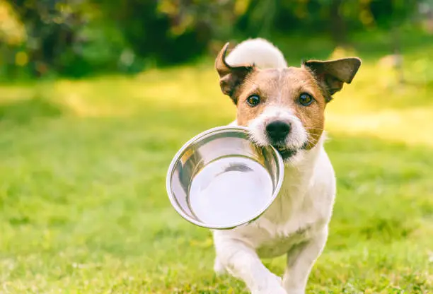 Signs of Dehydration in Dogs and What to Do