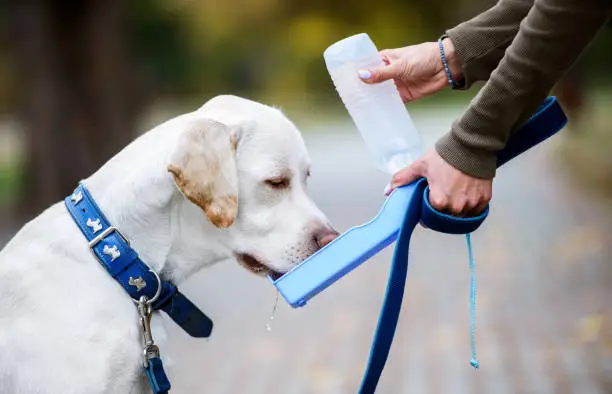 Hydration Strategies for Dogs with High Energy Levels