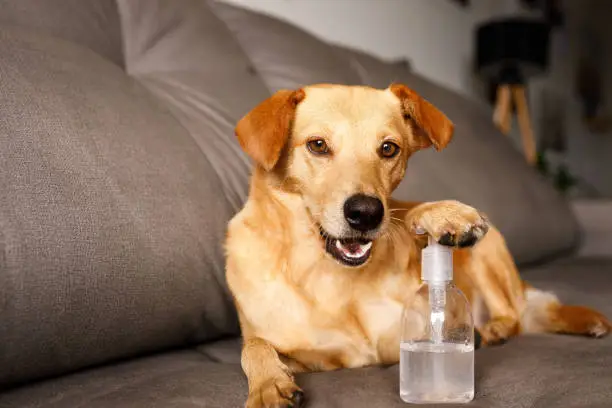 Hydration and Your Pet’s Immune System