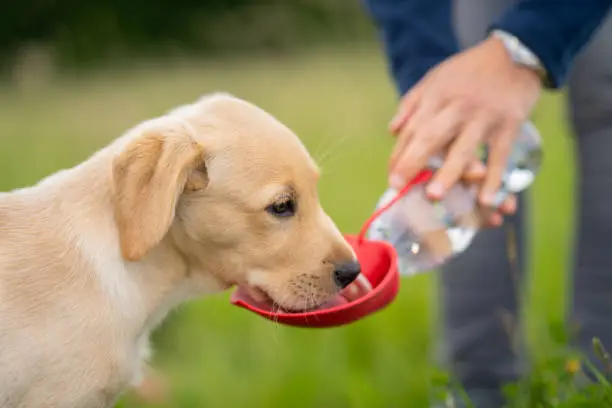 Hydration for Active Pets: A Day-to-Day Guide