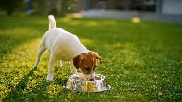 How to Hydrate Pets After Exercise