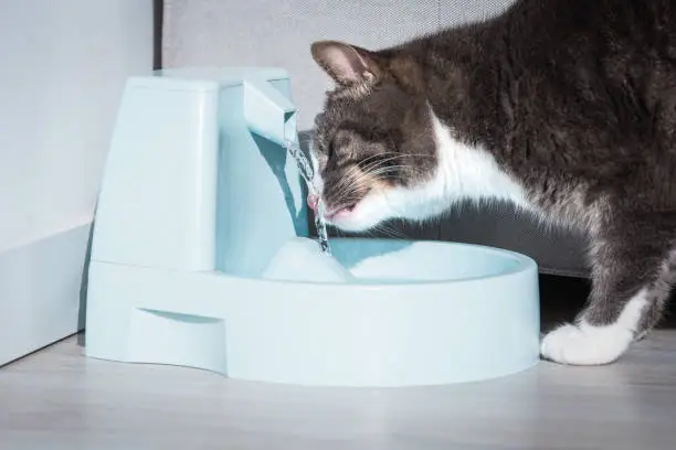 Dehydration Risks in Cats: What Every Pet Owner Should Know