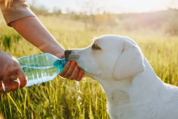 Tips for Hydrating Pets in Winter Months