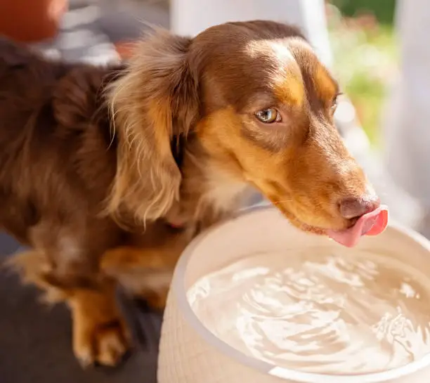 How to Make Sure Your Senior Pet Drinks Enough Water