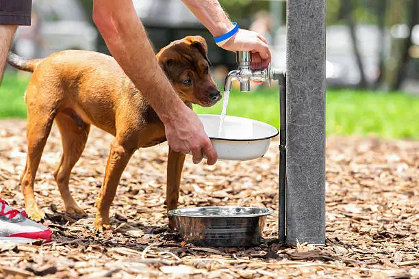 Water Fountains for Pets: Do They Improve Hydration?